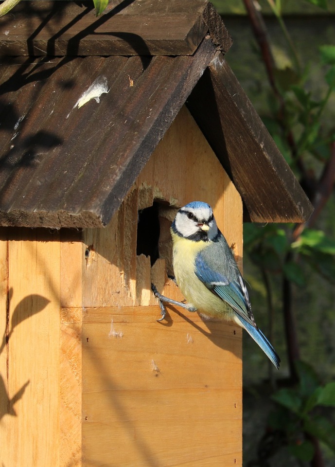 Course Image for T24EC2147 Supported Learning Bird Box Making