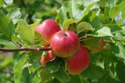 Course Image for T25CQ1989 Gardening - Fruit tree planting Taster FREE!