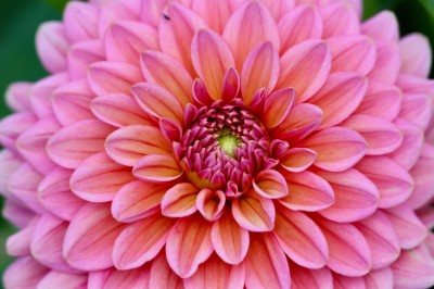 Course Image for T25CQ1990 Gardening - Hardy perennials for cut flowers Taster FREE!
