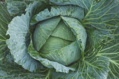 Course Image for T25CQ1992 Gardening - Vegetable seeds to plant in autumn Taster FREE!
