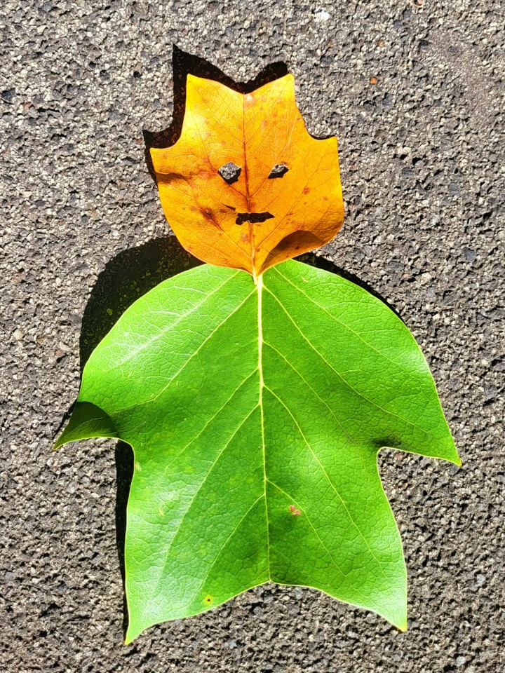 Course Image for T25EH1061 Autumn family crafts