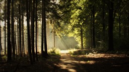 Course Image for T25CQ1120 Feeling safe in our woods, led twilight walk