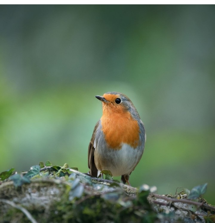 Course Image for T25CQ2396 Big Garden Bird Watch for adults with learning disabilities
