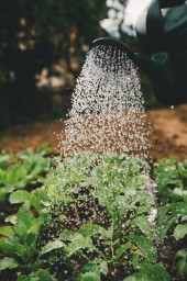 Course Image for T25EH3708 Brightside outdoors - Bloom and grow