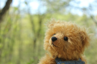 Course Image for T25EH3761 Family fun! - Bear hunt