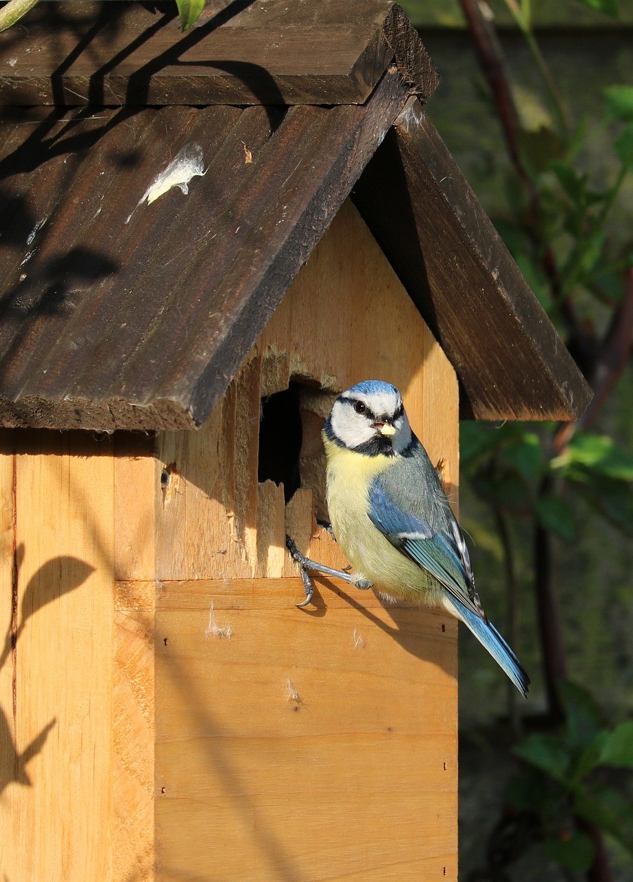 Course Image for T26NC2069 Bird boxes: Garden fantastic ditch the plastic