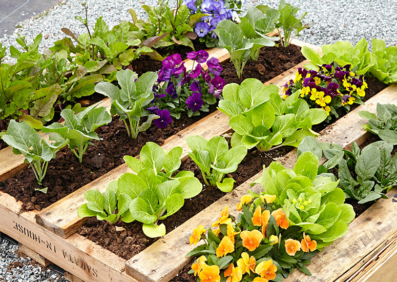 Course Image for T26NC2070 Planters: Garden fantastic ditch the plastic