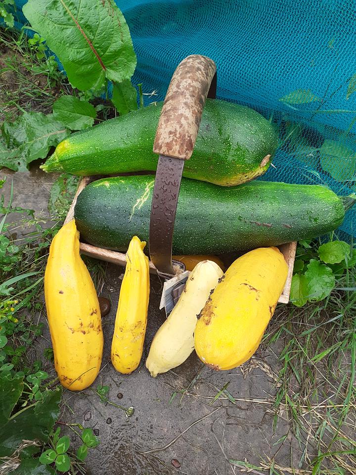 Course Image for T26EH1334 Brightside Outdoors - Gardening